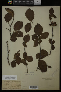 Image Associated With the Occurrence
