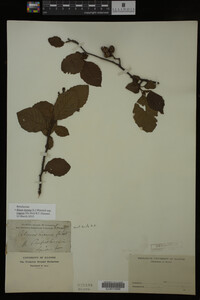 Image Associated With the Occurrence