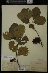 Image Associated With the Occurrence