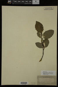 Image Associated With the Occurrence