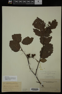 Image Associated With the Occurrence