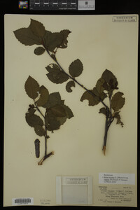 Image Associated With the Occurrence