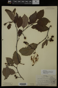 Image Associated With the Occurrence