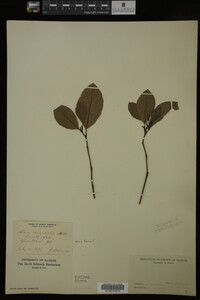 Image Associated With the Occurrence