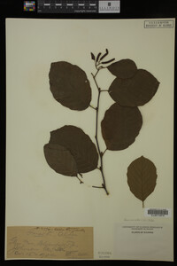 Image Associated With the Occurrence