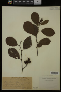 Image Associated With the Occurrence