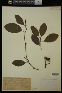 Image Associated With the Occurrence