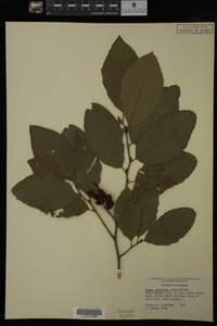 Image Associated With the Occurrence