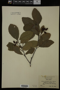 Image Associated With the Occurrence