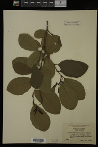 Image Associated With the Occurrence
