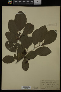 Image Associated With the Occurrence