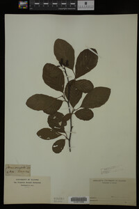 Image Associated With the Occurrence