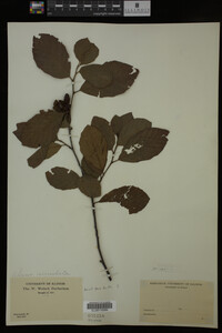 Image Associated With the Occurrence