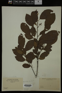 Image Associated With the Occurrence