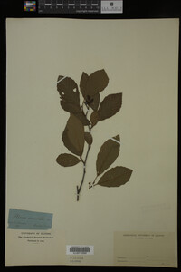 Image Associated With the Occurrence