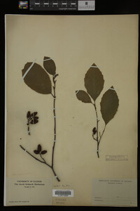 Image Associated With the Occurrence