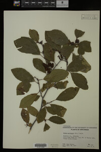 Image Associated With the Occurrence