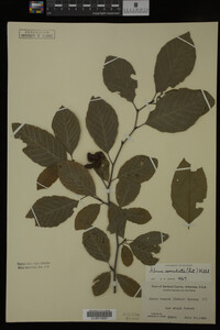 Image Associated With the Occurrence