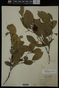 Image Associated With the Occurrence