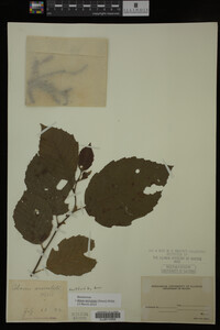 Image Associated With the Occurrence
