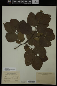 Image Associated With the Occurrence