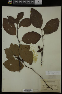 Image Associated With the Occurrence