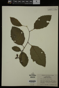 Image Associated With the Occurrence