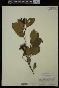 Image Associated With the Occurrence