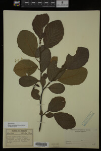 Image Associated With the Occurrence