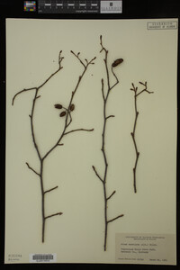 Image Associated With the Occurrence