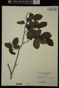 Image Associated With the Occurrence