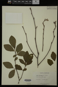 Image Associated With the Occurrence
