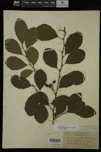 Image Associated With the Occurrence