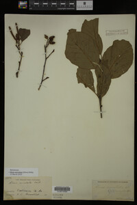 Image Associated With the Occurrence