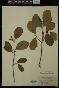 Image Associated With the Occurrence