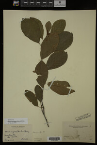 Image Associated With the Occurrence
