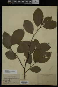 Image Associated With the Occurrence