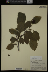 Image Associated With the Occurrence