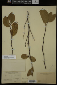 Image Associated With the Occurrence
