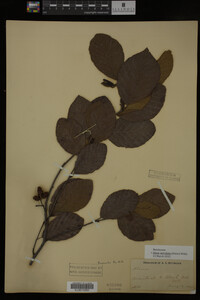 Image Associated With the Occurrence