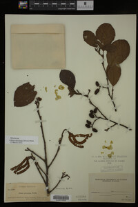Image Associated With the Occurrence