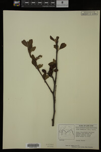 Image Associated With the Occurrence