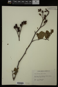 Image Associated With the Occurrence