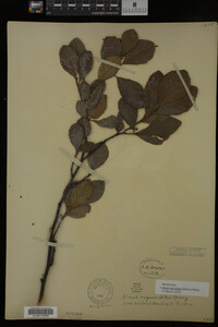 Image Associated With the Occurrence