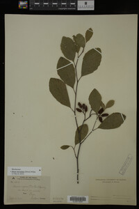 Image Associated With the Occurrence
