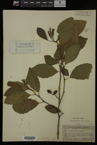 Image Associated With the Occurrence