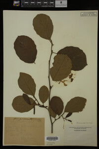 Image Associated With the Occurrence