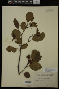Image Associated With the Occurrence