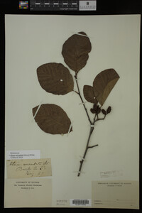Image Associated With the Occurrence