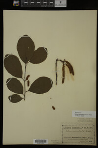Image Associated With the Occurrence